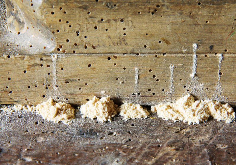 Worms in the&nbsp;Wood